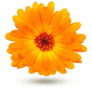 Connaissez-vous le Taïchi et son ancêtre le Qi Gong?