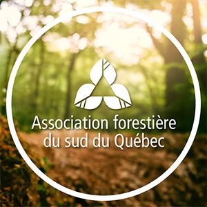 Nos arbres attaqués par les insectes